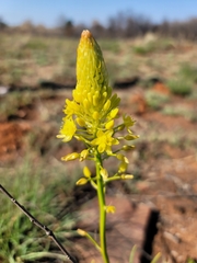Bulbine abyssinica