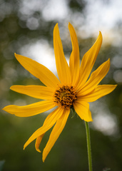 Helianthus tuberosus