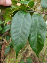 Castanopsis eyrei