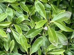 Myoporum laetum