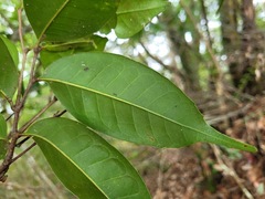 Castanopsis eyrei