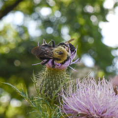 Bombus citrinus