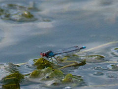 Erythromma najas