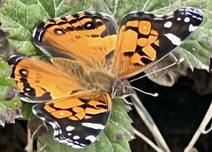 Vanessa virginiensis