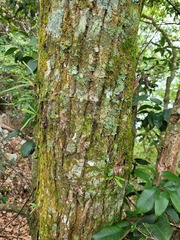Castanopsis eyrei