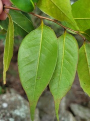 Castanopsis eyrei