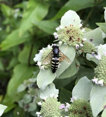 Bicyrtes quadrifasciatus