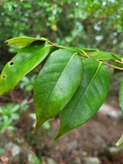 Castanopsis eyrei