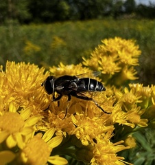 Eristalis dimidiata