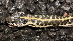Thamnophis cyrtopsis