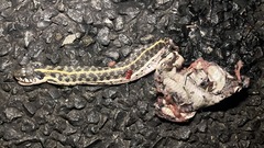 Thamnophis cyrtopsis