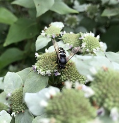 Bicyrtes quadrifasciatus