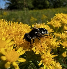 Eristalis dimidiata