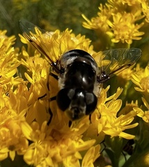Eristalis dimidiata