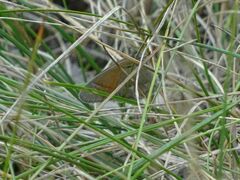 Coenonympha california