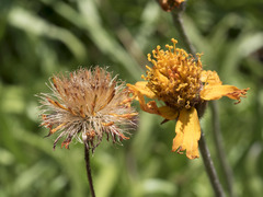 Raillardella pringlei