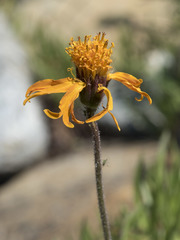 Raillardella pringlei