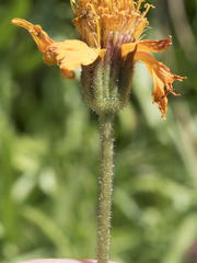 Raillardella pringlei