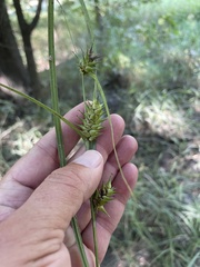 Carex louisianica