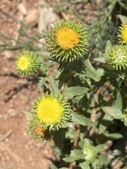 Grindelia