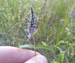 Veronica longifolia