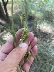 Carex louisianica