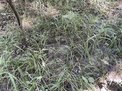 Carex louisianica
