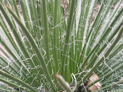 Agave geminiflora