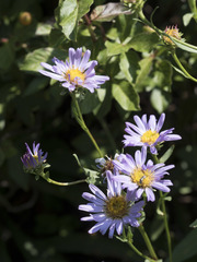 Symphyotrichum spathulatum