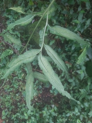 Coniogramme intermedia