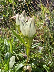 Gentiana algida