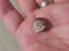 Neverita duplicata