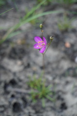 Phemeranthus calycinus