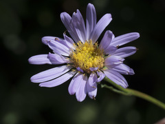 Symphyotrichum spathulatum