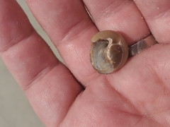 Neverita duplicata