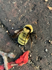 Bombus fervidus