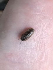 Armadillidium