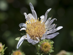 Symphyotrichum spathulatum