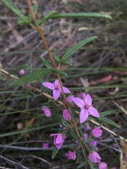 Boronia ledifolia