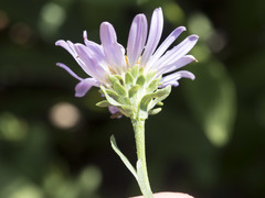 Symphyotrichum spathulatum
