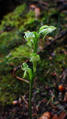 Platanthera obtusata