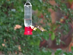 Archilochus colubris