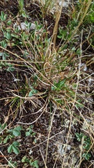 Carex micropoda