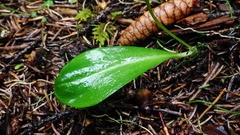 Platanthera obtusata