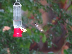 Archilochus colubris