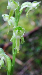 Platanthera obtusata