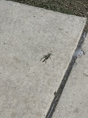 Schistocerca obscura