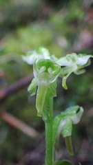 Platanthera obtusata