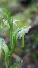 Platanthera obtusata
