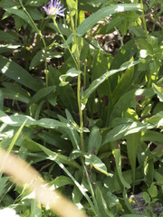 Symphyotrichum spathulatum